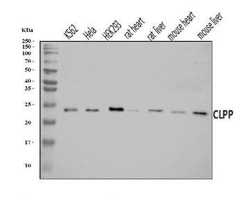 CLPP Rabbit Polyclonal Antibody