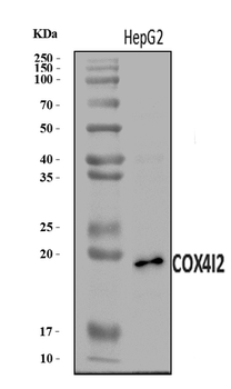 COX4I2 Rabbit Polyclonal Antibody