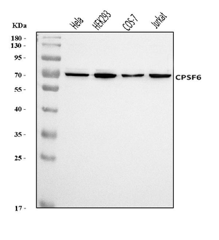 CPSF6 Rabbit Polyclonal Antibody