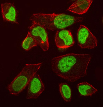 VPRBP/DCAF1 Rabbit Polyclonal Antibody
