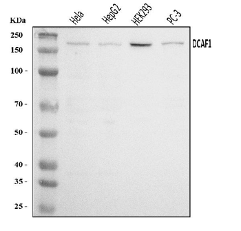 VPRBP/DCAF1 Rabbit Polyclonal Antibody