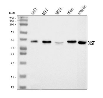 DLST Antibody