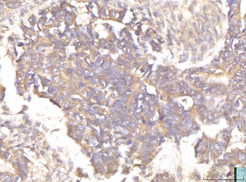 EIF4B Rabbit Polyclonal Antibody