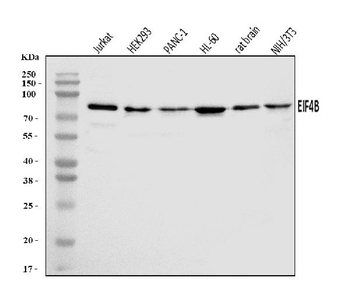 EIF4B Rabbit Polyclonal Antibody