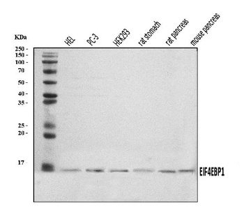 EIF4EBP1 Antibody