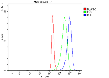 ELL Rabbit Polyclonal Antibody