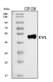 EVL Rabbit Polyclonal Antibody