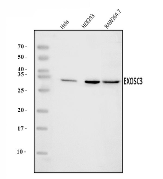 EXOSC3 Rabbit Polyclonal Antibody