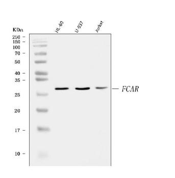 CD89/FCAR Rabbit Polyclonal Antibody