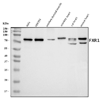 FXR1 Rabbit Polyclonal Antibody