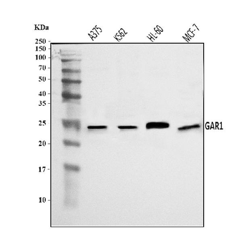NOLA1/GAR1 Rabbit Polyclonal Antibody