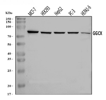 GGCX Rabbit Polyclonal Antibody