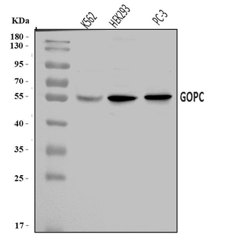 PIST/GOPC Rabbit Polyclonal Antibody