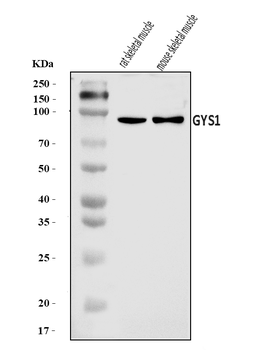 Glycogen synthase 1/GYS1 Rabbit Polyclonal Antibody