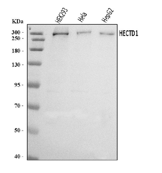 HECTD1 Rabbit Polyclonal Antibody