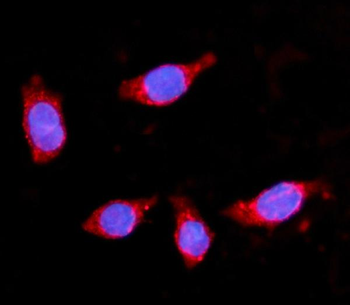 HMGCS2 Antibody