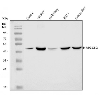 HMGCS2 Antibody