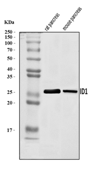 Id1 Rabbit Polyclonal Antibody