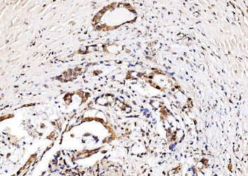 IFI16 Rabbit Polyclonal Antibody