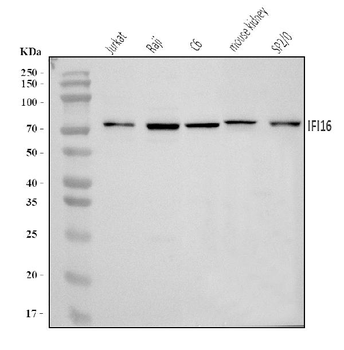 IFI16 Rabbit Polyclonal Antibody