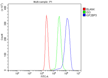 IMP3/IGF2BP3 Antibody