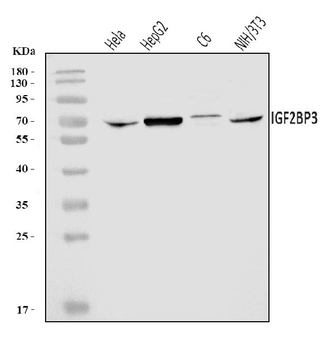 IMP3/IGF2BP3 Antibody