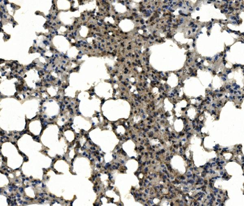 CD11c/Itgax Antibody