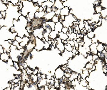 CD11c/Itgax Antibody