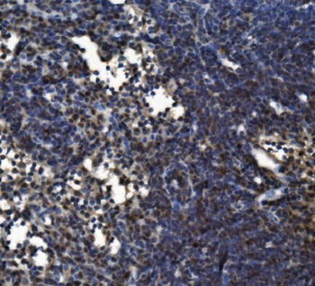 CD11c/Itgax Antibody