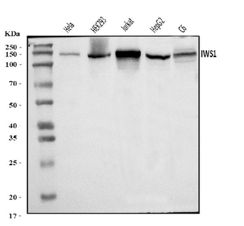 IWS1 Rabbit Polyclonal Antibody