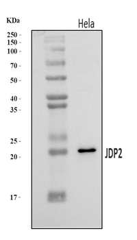 JDP2 Rabbit Polyclonal Antibody