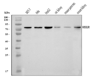 GPR54/KISS1R Rabbit Polyclonal Antibody