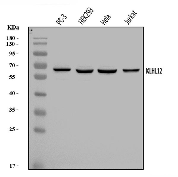 KLHL12 Antibody