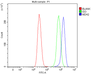 MDH2 Antibody
