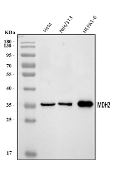 MDH2 Antibody