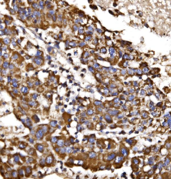 MDH2 Antibody