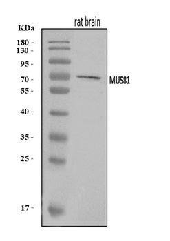 MUS81 Rabbit Polyclonal Antibody
