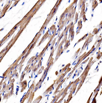 heavy chain Myosin/Myh3 Antibody