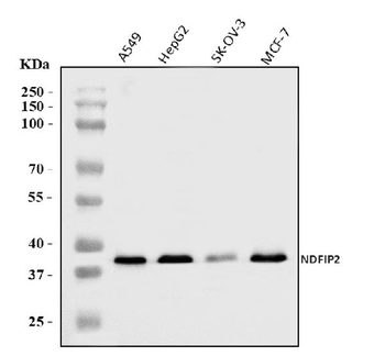 NDFIP2 Rabbit Polyclonal Antibody