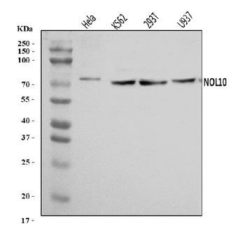 NOL10 Rabbit Polyclonal Antibody