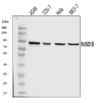 NSD3 Rabbit Polyclonal Antibody