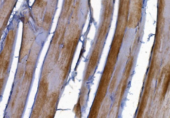 PAK2 Rabbit Polyclonal Antibody