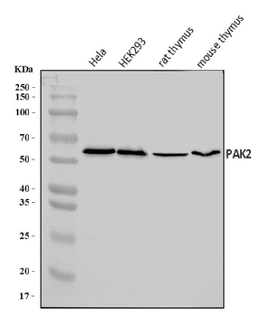 PAK2 Rabbit Polyclonal Antibody
