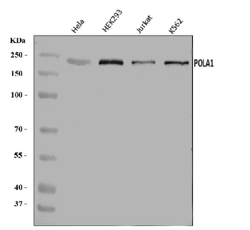 POLA1 Rabbit Polyclonal Antibody