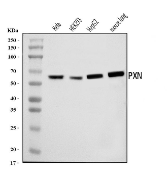 Paxillin/PXN Rabbit Polyclonal Antibody