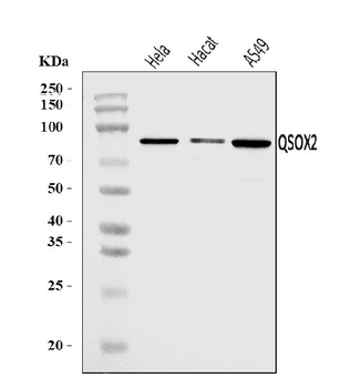 QSOX2 Rabbit Polyclonal Antibody