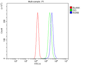 ROR beta/RORB Rabbit Polyclonal Antibody