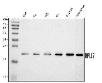 RPL17 Antibody