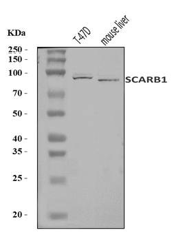 Scavenging Receptor SR-BI/SCARB1/SR Rabbit Polyclonal Antibody