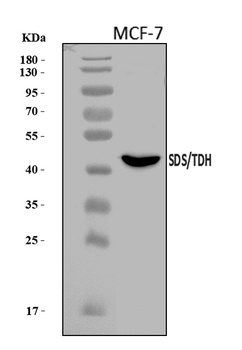 SDS Rabbit Polyclonal Antibody